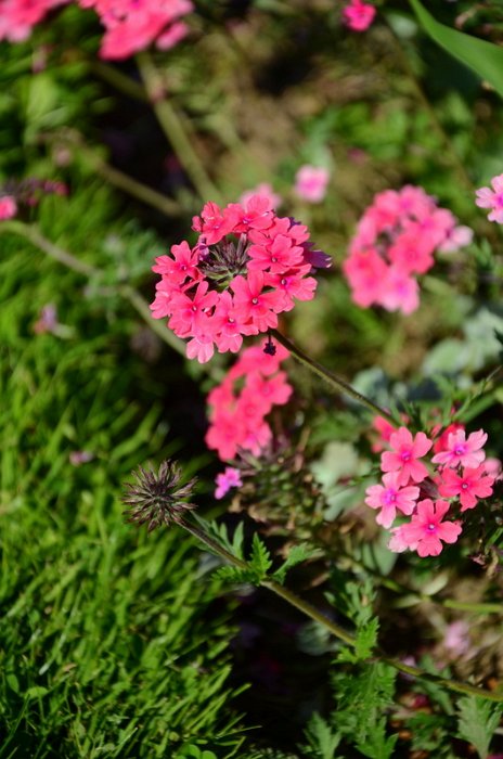 Verbena x 'Sissinghurst' (2)